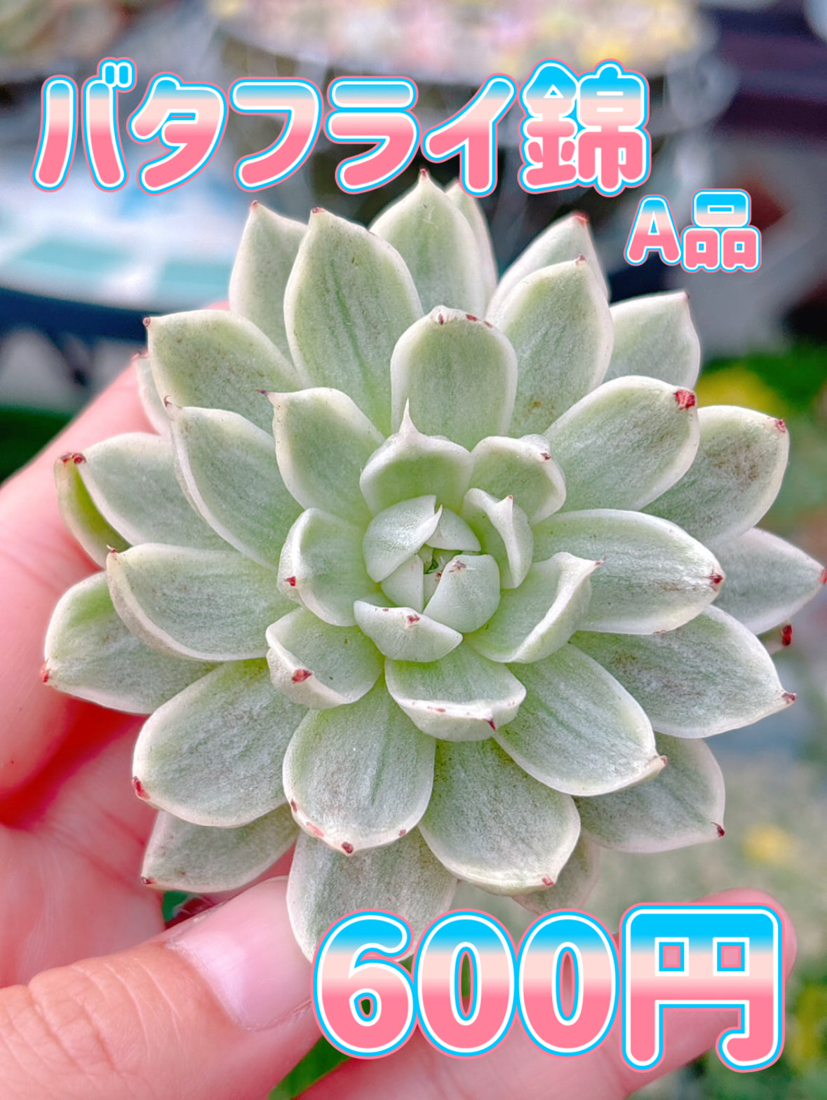 バタフライ錦　A品