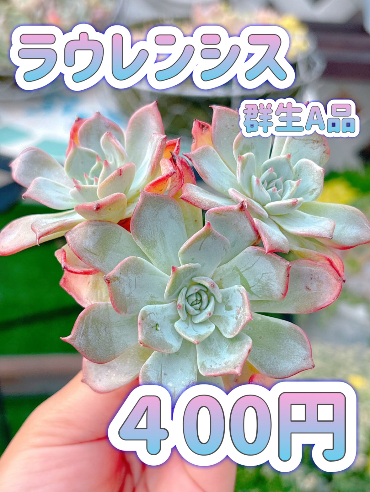 ラウレンシス群生　A品