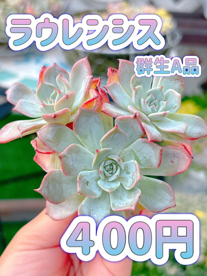 ラウレンシス群生　A品