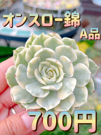 オンスロー錦　A品