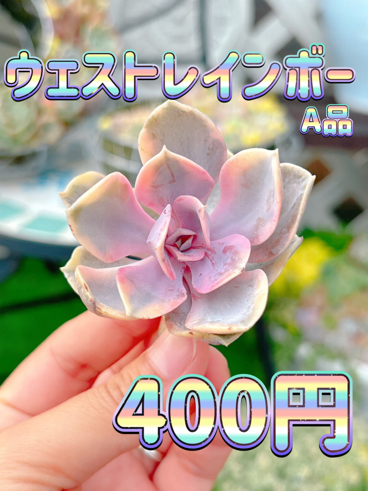 ウェストレインボー　A品