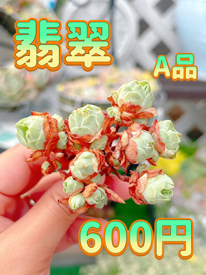 翡翠　A品