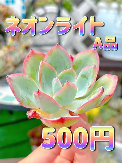 ネオンライト　A品