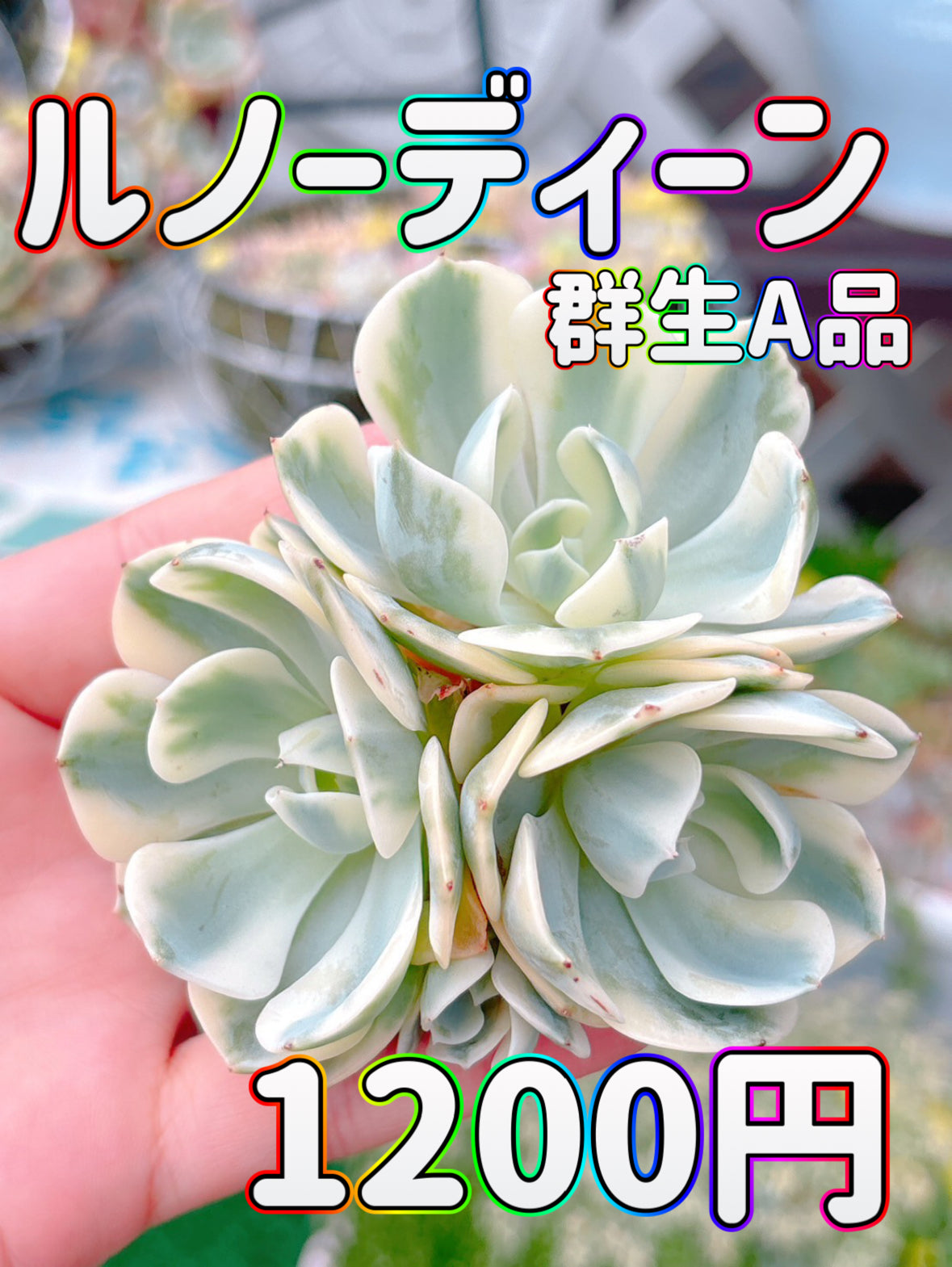 ルノーディーン群生　A品