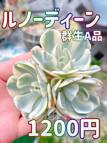 ルノーディーン群生　A品