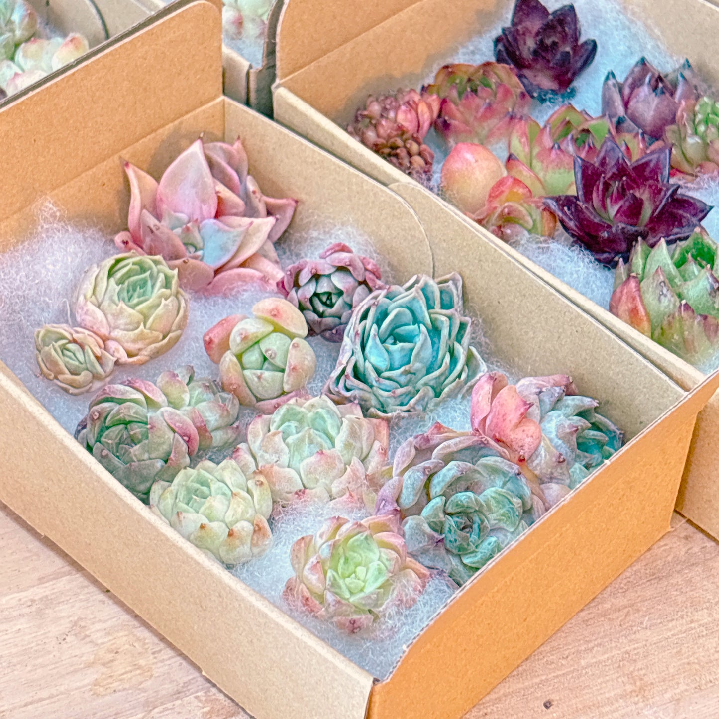 寄せ植えセット　A品