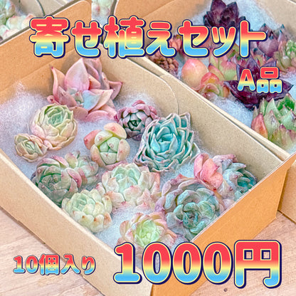 寄せ植えセット　A品