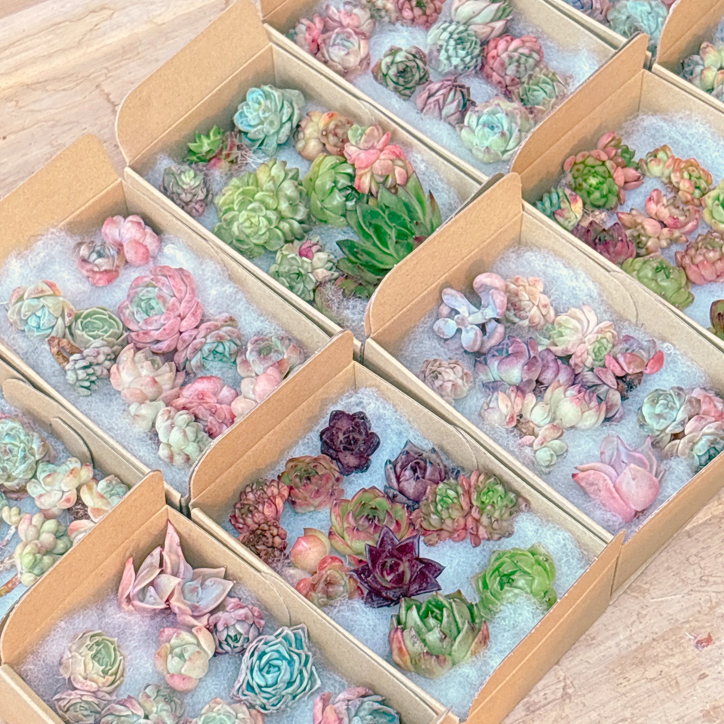 寄せ植えセット　A品