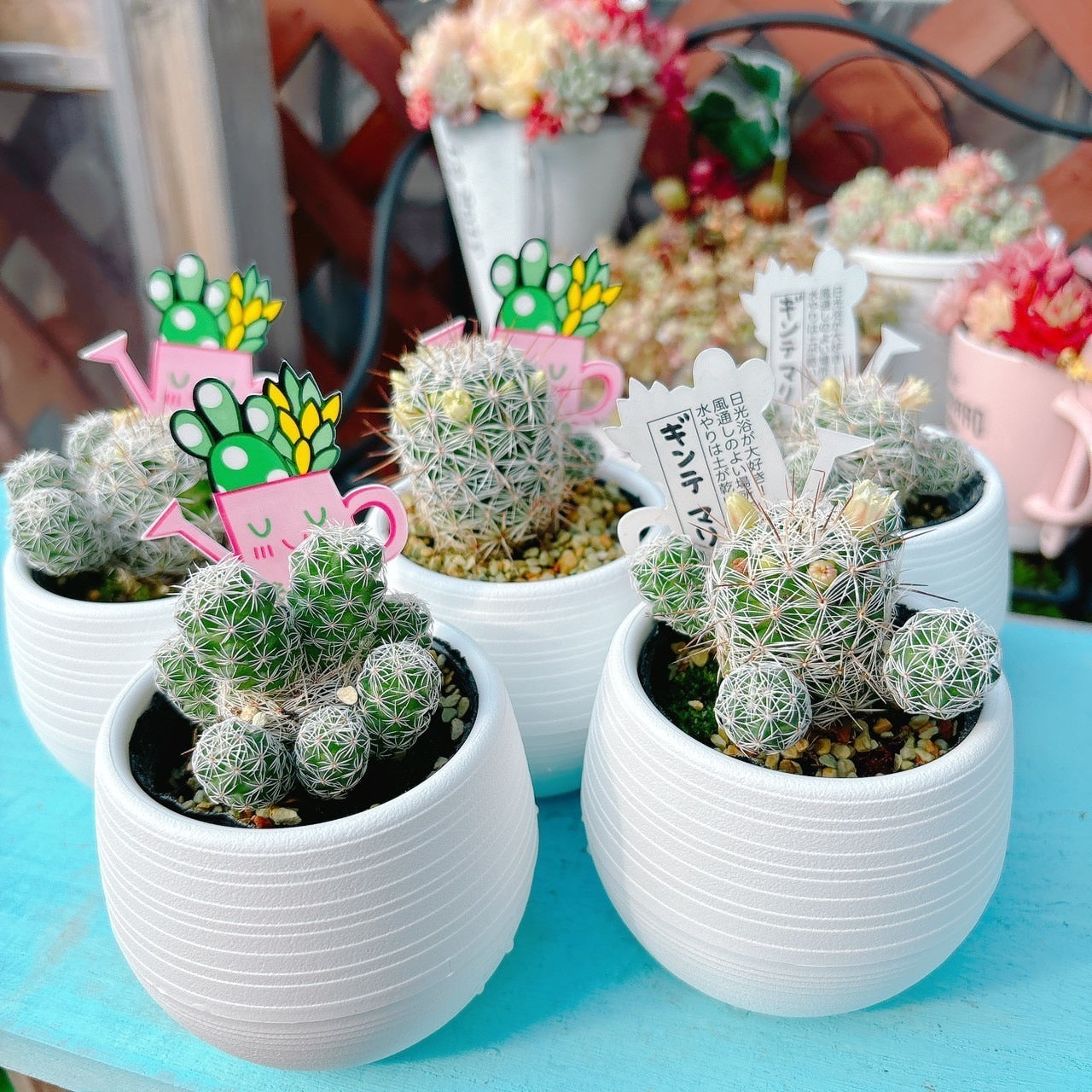 サボテン、キンテマリ サボテン マミラリア ギンテマリ 【多肉植物 3号／1個売り】｜ 【植物