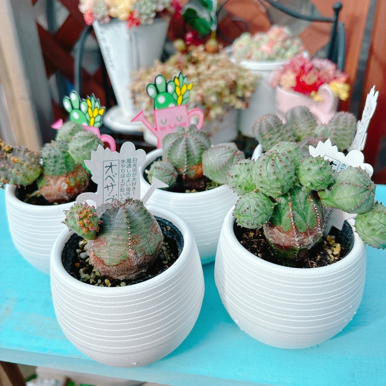 オベサブロウ – Bull Succulent