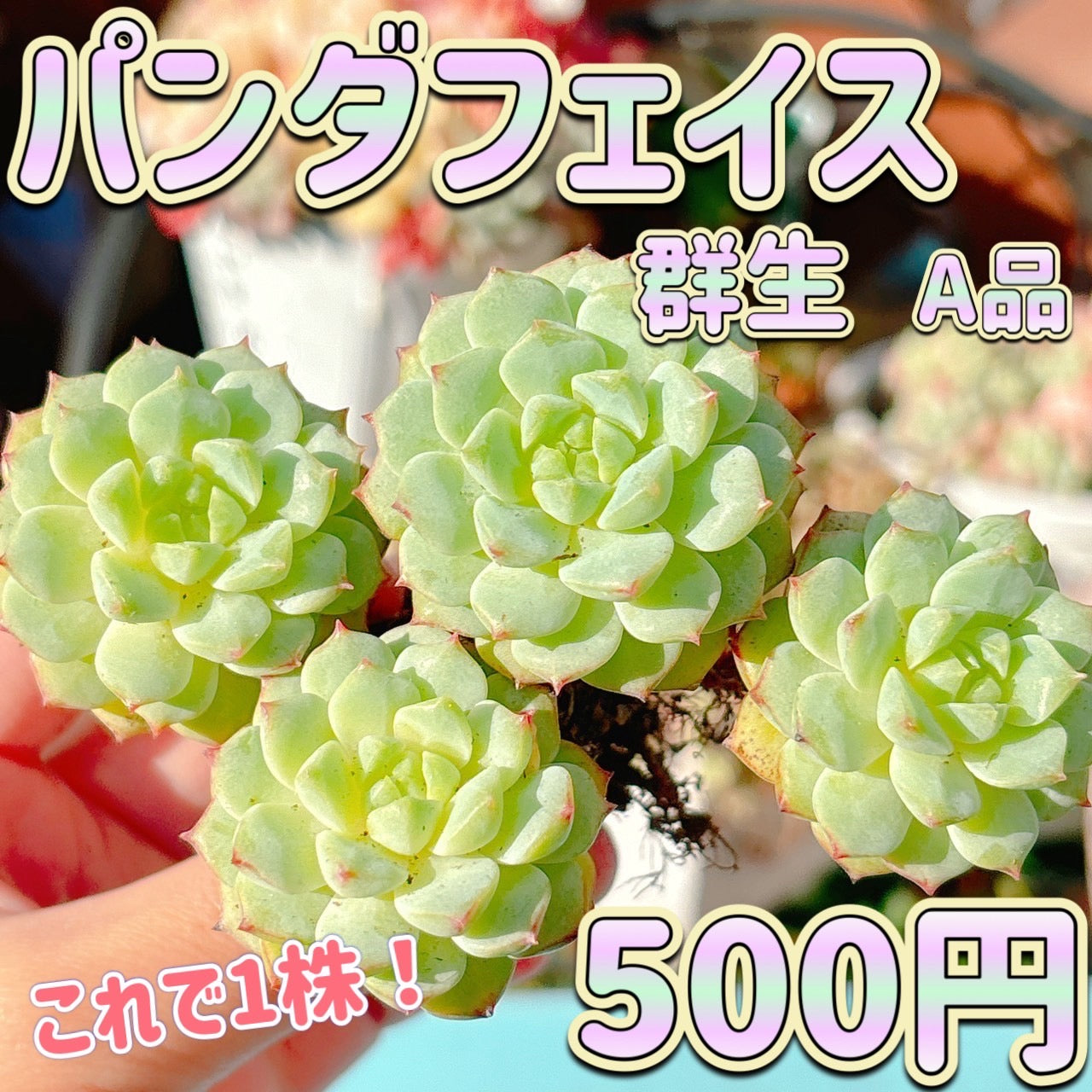 パンダフェイス 群生 A品 – Bull Succulent