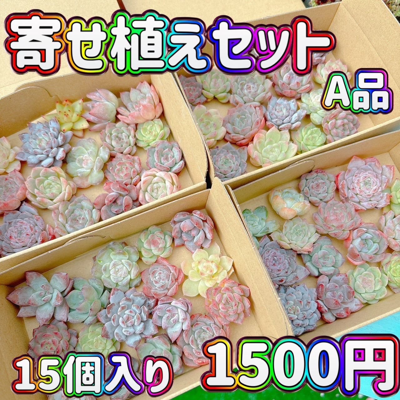 寄せ植えセット　A品